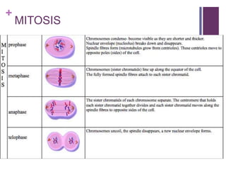 +
MITOSIS
 