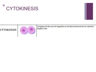 +
CYTOKINESIS
 