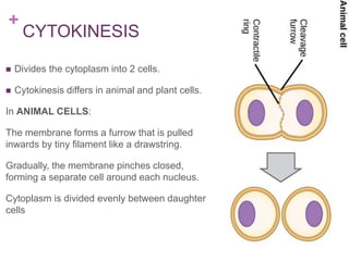 +
CYTOKINESIS
 Divides the cytoplasm into 2 cells.
 Cytokinesis differs in animal and plant cells.
In ANIMAL CELLS:
The membrane forms a furrow that is pulled
inwards by tiny filament like a drawstring.
Gradually, the membrane pinches closed,
forming a separate cell around each nucleus.
Cytoplasm is divided evenly between daughter
cells
 