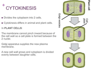 +
CYTOKINESIS
 Divides the cytoplasm into 2 cells.
 Cytokinesis differs in animal and plant cells.
In PLANT CELLS:
The membrane cannot pinch inward because of
the cell wall so a cell plate is formed between the
2 nuclei.
Golgi apparatus supplies the new plasma
membrane.
A new cell wall grows and cytoplasm is divided
evenly between daughter cells.
 