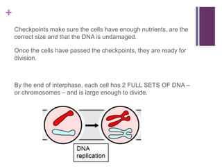 +
Checkpoints make sure the cells have enough nutrients, are the
correct size and that the DNA is undamaged.
Once the cells have passed the checkpoints, they are ready for
division.
By the end of interphase, each cell has 2 FULL SETS OF DNA –
or chromosomes – and is large enough to divide.
 
