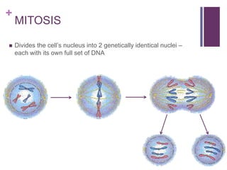 +
MITOSIS
 Divides the cell’s nucleus into 2 genetically identical nuclei –
each with its own full set of DNA
 