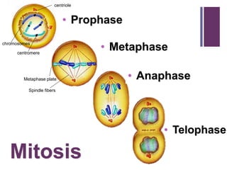 +
• Prophase
• Metaphase
• Anaphase
• Telophase
chromosomes
centromere
centriole
Spindle fibers
Metaphase plate
Mitosis
 