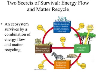 Lesson 2. biogeochemical cycles | PDF