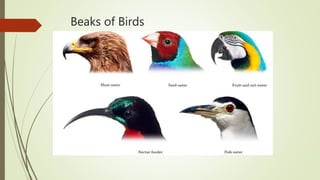 Beaks of Birds
 