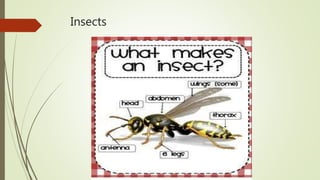 Insects
 