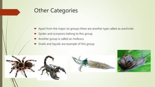 Other Categories
 Apart from the major six groups there are another type called as arachnids
 Spider and scorpions belong to this group
 Another group is called as molluscs
 Snails and Squids are example of this group.
 