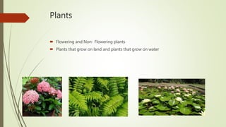 Plants
 Flowering and Non- Flowering plants
 Plants that grow on land and plants that grow on water
 