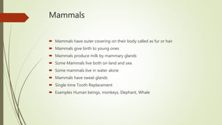 Mammals
 Mammals have outer covering on their body called as fur or hair
 Mammals give birth to young ones
 Mammals produce milk by mammary glands
 Some Mammals live both on land and sea
 Some mammals live in water alone
 Mammals have sweat glands
 Single time Tooth Replacement
 Examples Human beings, monkeys, Elephant, Whale
 