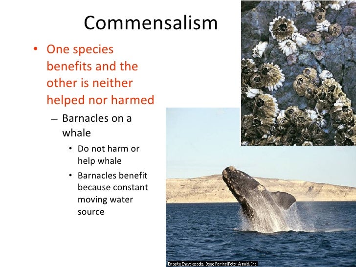 Interesting Facts About Commensalism – EHTN