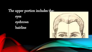 The upper portion includes the:
eyes
eyebrows
hairline
 