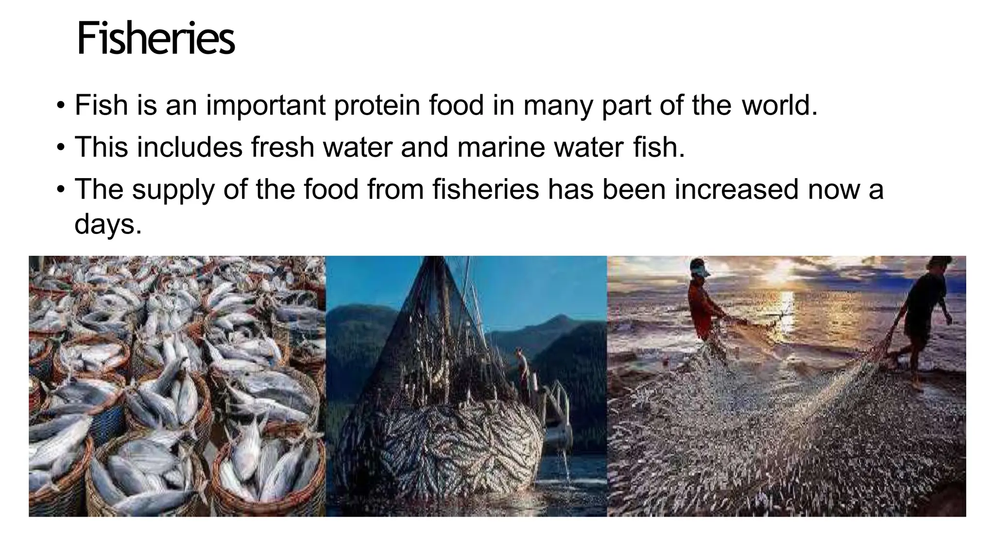 Fisheries
• Fish is an important protein food in many part of the world.
• This includes fresh water and marine water fish.
• The supply of the food from fisheries has been increased now a
days.
 