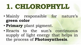 Lesson 2.3-IMPORTANT PLANT PIGMENTS IN PHOTOSYNTHESIS.pdf