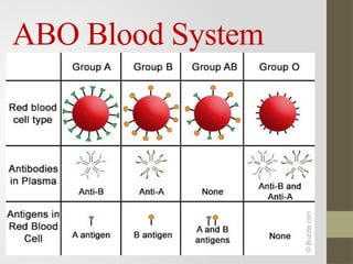 Lesson 2.pptx Different blood group and blood clotting process | PPTX