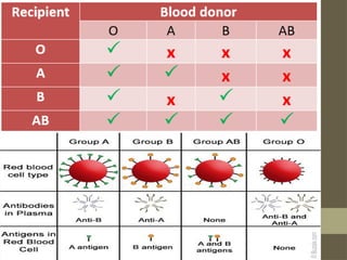 Lesson 2.pptx Different blood group and blood clotting process | PPTX