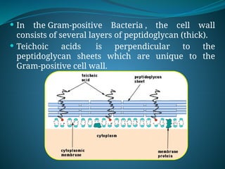  In the Gram-positive Bacteria , the cell wall
consists of several layers of peptidoglycan (thick).
 Teichoic acids is perpendicular to the
peptidoglycan sheets which are unique to the
Gram-positive cell wall.
 