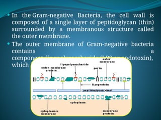  In the Gram-negative Bacteria, the cell wall is
composed of a single layer of peptidoglycan (thin)
surrounded by a membranous structure called
the outer membrane.
 The outer membrane of Gram-negative bacteria
contains a
component, lipopolysaccharide (LPS or endotoxin),
which is toxic to animals.
 