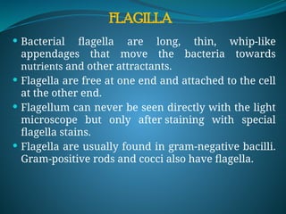  Bacterial flagella are long, thin, whip-like
appendages that move the bacteria towards
nutrients and other attractants.
 Flagella are free at one end and attached to the cell
at the other end.
 Flagellum can never be seen directly with the light
microscope but only after staining with special
flagella stains.
 Flagella are usually found in gram-negative bacilli.
Gram-positive rods and cocci also have flagella.
FLAGILLA
 