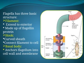 Flagella has three basic
structure:
Filament:
 Extend to exterior
 Made up of flagellin
protein
Hook:
Curved sheath
Connect filament to cell
Basal body:
 Anchors flagellum into
cell wall and membrane
 