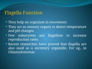 Flagella Function
 They help an organism in movement.
 They act as sensory organs to detect temperature
and pH changes.
 Few eukaryotes use flagellum to increase
reproduction rates.
 Recent researches have proved that flagella are
also used as a secretory organelle. For eg., in
Chlamydomonas
 