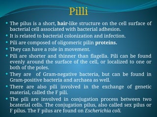 Pilli
 The pilus is a short, hair-like structure on the cell surface of
bacterial cell associated with bacterial adhesion.
 It is related to bacterial colonization and infection.
 Pili are composed of oligomeric pilin proteins.
 They can have a role in movement.
 Pili are shorter and thinner than flagella. Pili can be found
evenly around the surface of the cell, or localized to one or
both of the poles.
 They are of Gram-negative bacteria, but can be found in
Gram-positive bacteria and archaea as well.
 There are also pili involved in the exchange of genetic
material, called the F pili.
 The pili are involved in conjugation process between two
bcaterial cells. The conjugation pilus, also called sex pilus or
F pilus. The F pilus are found on Escherichia coli.
 