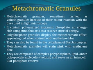 Metachromatic Granules
 Metachromatic granules, sometimes termed as
Volutin granules because of their colour reaction with the
dyes used in light microscopy.
 It contain polymerized inorganic phosphate, an energy-
rich compound that acts as a reserve store of energy.
 Polyphosphate granules display the metachromatic effect,
appearing red when stained with methylene blue.
 They can also be found in the cytoplasm of Saccharomyces.
 Metachromatic granules will stain pink with methylene
blue.
 They are composed of complex polyphosphate, lipid, and n
ucleoprotein molecules (volutin) and serve as an intracell
ular phosphate reserve.
 