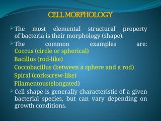 CELL MORPHOLOGY
The most elemental structural property
of bacteria is their morphology (shape).
The common examples are:
Coccus (circle or spherical)
Bacillus (rod-like)
Coccobacillus (between a sphere and a rod)
Spiral (corkscrew-like)
Filamentous(elongated)
Cell shape is generally characteristic of a given
bacterial species, but can vary depending on
growth conditions.
 