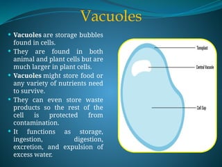 Vacuoles
 Vacuoles are storage bubbles
found in cells.
 They are found in both
animal and plant cells but are
much larger in plant cells.
 Vacuoles might store food or
any variety of nutrients need
to survive.
 They can even store waste
products so the rest of the
cell is protected from
contamination.
 It functions as storage,
ingestion, digestion,
excretion, and expulsion of
excess water.
 