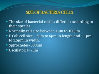  The size of bacterial cells is different according to
their species.
 Normally cell size between 1µm to 100µm.
 E.Coli cell size – 2µm to 6µm in length and 1.1µm
to 1.5µm in width.
 Spirochetes- 500µm
 Oscillatoria- 7µm
SIZE OF BACTERIA CELLS
 
