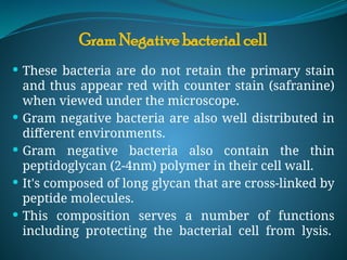  These bacteria are do not retain the primary stain
and thus appear red with counter stain (safranine)
when viewed under the microscope.
 Gram negative bacteria are also well distributed in
different environments.
 Gram negative bacteria also contain the thin
peptidoglycan (2-4nm) polymer in their cell wall.
 It's composed of long glycan that are cross-linked by
peptide molecules.
 This composition serves a number of functions
including protecting the bacterial cell from lysis.
Gram Negative bacterial cell
 