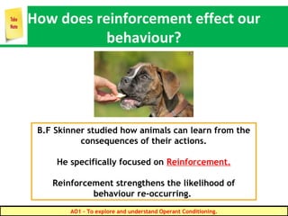 How does reinforcement effect our
behaviour?
B.F Skinner studied how animals can learn from the
consequences of their actions.
He specifically focused on Reinforcement.
Reinforcement strengthens the likelihood of
behaviour re-occurring.
AO1 - To explore and understand Operant Conditioning.
 