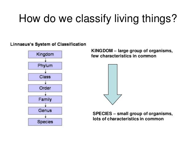 Lesson 2 classification systems