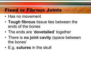 Fixed or Fibrous Joints Has no movement Tough fibrous  tissue lies between the ends of the bones The ends are ‘ dovetailed ’ together There is  no joint cavity  (space between the bones’ E.g.  sutures  in the skull  
