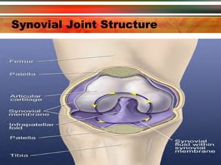 Synovial Joint Structure 