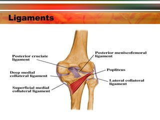 Ligaments 