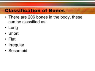Classification of Bones There are 206 bones in the body, these can be classified as: Long Short Flat Irregular Sesamoid 