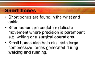 Short bones Short bones are found in the wrist and ankle. Short bones are useful for delicate movement where precision is paramount  e.g. writing or a surgical operations. Small bones also help dissipate large compressive forces generated during walking and running. 