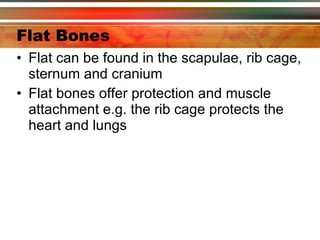 Flat Bones Flat can be found in the scapulae, rib cage, sternum and cranium Flat bones offer protection and muscle attachment e.g. the rib cage protects the heart and lungs 