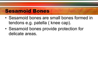 Sesamoid Bones Sesamoid bones are small bones formed in tendons e.g. patella ( knee cap). Sesamoid bones provide protection for delicate areas. 