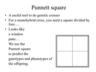 Punnett square
• A useful tool to do genetic crosses
• For a monohybrid cross, you need a square divided by
four….
• Looks like
a window
pane…
We use the
Punnett square
to predict the
genotypes and phenotypes of
the offspring.
 