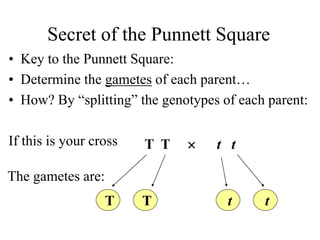 Secret of the Punnett Square
• Key to the Punnett Square:
• Determine the gametes of each parent…
• How? By “splitting” the genotypes of each parent:
If this is your cross T T  t t
T T t t
The gametes are:
 