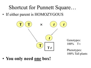 Shortcut for Punnett Square…
• You only need one box!
T T t t

T
t Genotypes:
100% T t
Phenotypes:
100% Tall plants
• If either parent is HOMOZYGOUS
T t
 
