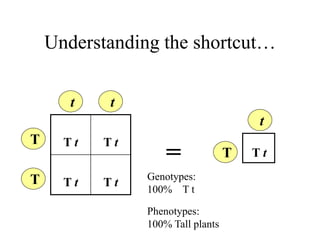 Understanding the shortcut…
T
t
T t T t
T t T t
T
T
t t
=
Genotypes:
100% T t
Phenotypes:
100% Tall plants
T t
 