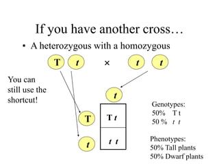 If you have another cross…
• A heterozygous with a homozygous
T t t t

T
t
t
T t
t t
Genotypes:
50% T t
50 % t t
Phenotypes:
50% Tall plants
50% Dwarf plants
You can
still use the
shortcut!
 