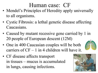Human case: CF
• Mendel’s Principles of Heredity apply universally
to all organisms.
• Cystic Fibrosis: a lethal genetic disease affecting
Caucasians.
• Caused by mutant recessive gene carried by 1 in
20 people of European descent (12M)
• One in 400 Caucasian couples will be both
carriers of CF – 1 in 4 children will have it.
• CF disease affects transport
in tissues – mucus is accumulated
in lungs, causing infections.
 