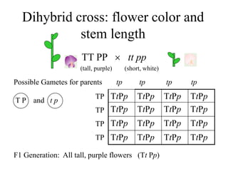 Dihybrid cross: flower color and
stem length
TT PP  tt pp
(tall, purple) (short, white)
Possible Gametes for parents
T P and t p
F1 Generation: All tall, purple flowers (Tt Pp)
TtPp TtPp TtPp TtPp
TtPp TtPp TtPp TtPp
TtPp TtPp TtPp TtPp
TtPp TtPp TtPp TtPp
tp tp tp tp
TP
TP
TP
TP
 