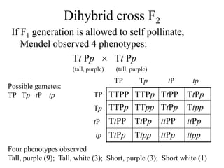 Dihybrid cross F2
If F1 generation is allowed to self pollinate,
Mendel observed 4 phenotypes:
Tt Pp  Tt Pp
(tall, purple) (tall, purple)
Possible gametes:
TP Tp tP tp
Four phenotypes observed
Tall, purple (9); Tall, white (3); Short, purple (3); Short white (1)
TTPP TTPp TtPP TtPp
TTPp TTpp TtPp Ttpp
TtPP TtPp ttPP ttPp
TtPp Ttpp ttPp ttpp
TP Tp tP tp
TP
Tp
tP
tp
 