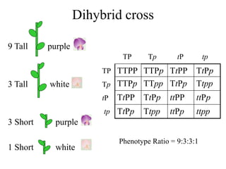 Dihybrid cross
9 Tall purple
3 Tall white
3 Short purple
1 Short white
TTPP TTPp TtPP TtPp
TTPp TTpp TtPp Ttpp
TtPP TtPp ttPP ttPp
TtPp Ttpp ttPp ttpp
TP Tp tP tp
TP
Tp
tP
tp
Phenotype Ratio = 9:3:3:1
 