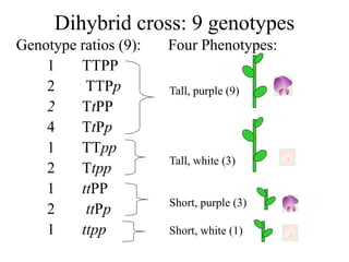 Genotype ratios (9): Four Phenotypes:
1 TTPP
2 TTPp
2 TtPP
4 TtPp
1 TTpp
2 Ttpp
1 ttPP
2 ttPp
1 ttpp
Dihybrid cross: 9 genotypes
Tall, purple (9)
Tall, white (3)
Short, purple (3)
Short, white (1)
 
