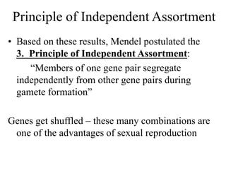 Principle of Independent Assortment
• Based on these results, Mendel postulated the
3. Principle of Independent Assortment:
“Members of one gene pair segregate
independently from other gene pairs during
gamete formation”
Genes get shuffled – these many combinations are
one of the advantages of sexual reproduction
 